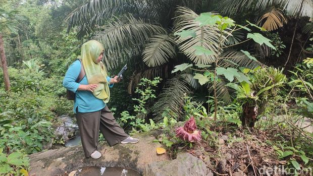 Maryati saat melihat bunga bangkai di Bukit Sulap Lubuklinggau