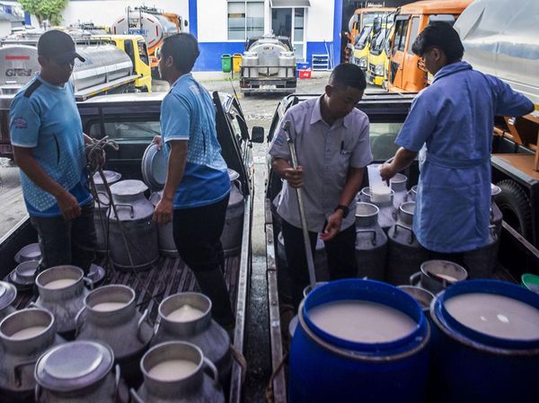 Melihat Kebutuhan Susu Nasional