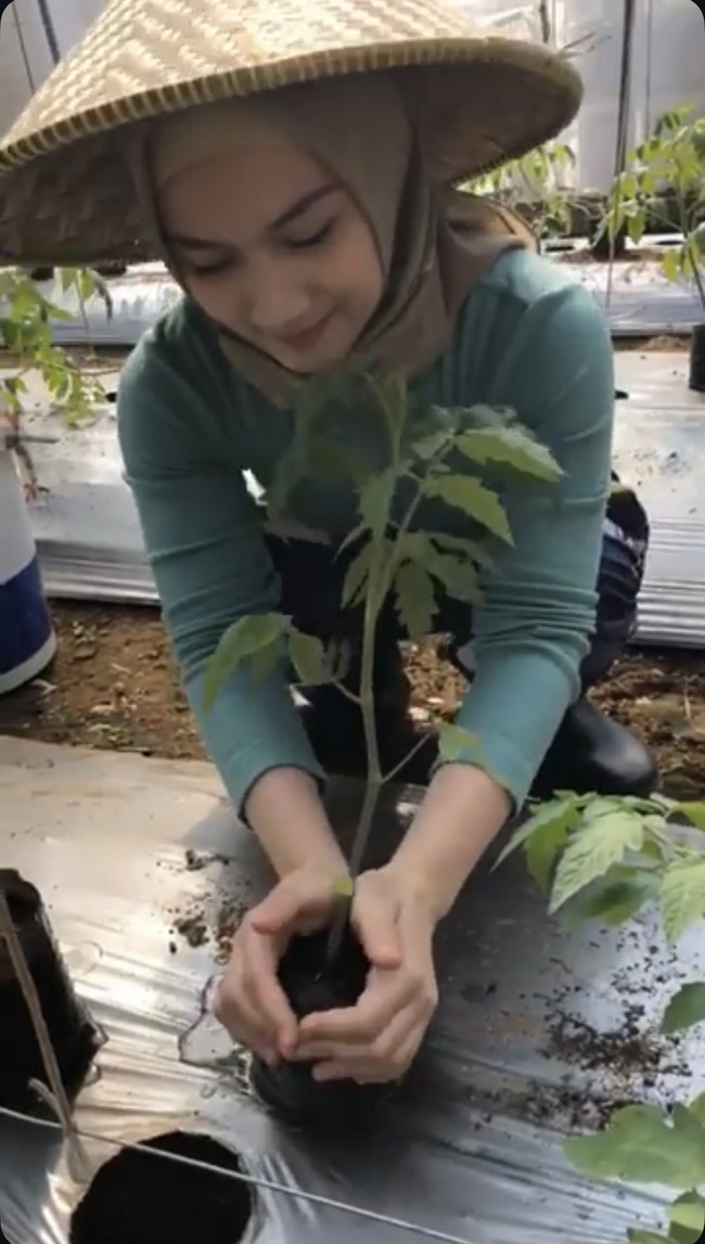Tetap berhijab sambil mengenakan topi caping di kepalanya, mantan anggota JKT48 itu tampil sederhana namun tetap cantik. Melody juga terlihat cukup mahir dan tak ragu untuk langsung memegang tanah pertanian tanpa sarung tangan. Foto: Instagram/@melodylaksani92