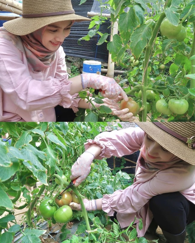 Tampil stylish dalam foto terlihat Melody blouse lengan panjang berwarna merah muda dipadukan dengan hijab bermotif dan sarung tangan senada. Ia tampak memanen hasil taninya dengan hati-hati. Foto: Instagram/@melodylaksani92