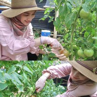 Tampil stylish dalam foto terlihat Melody blouse lengan panjang berwarna merah muda dipadukan dengan hijab bermotif dan sarung tangan senada. Ia tampak memanen hasil taninya dengan hati-hati. Foto: Instagram/@melodylaksani92