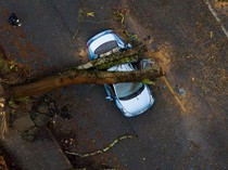 Mobil-mobil di Seattle Ini Ringsek Tertimpa Pohon