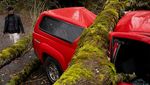 Mobil-mobil di Seattle Ini Ringsek Tertimpa Pohon