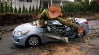 Selain menumbangkan pohon, badai ini juga menyebabkan pemadaman listrik di Washington, Oregon, California, dan British Columbia serta mengakibatkan kekacauan pada perjalanan darat.