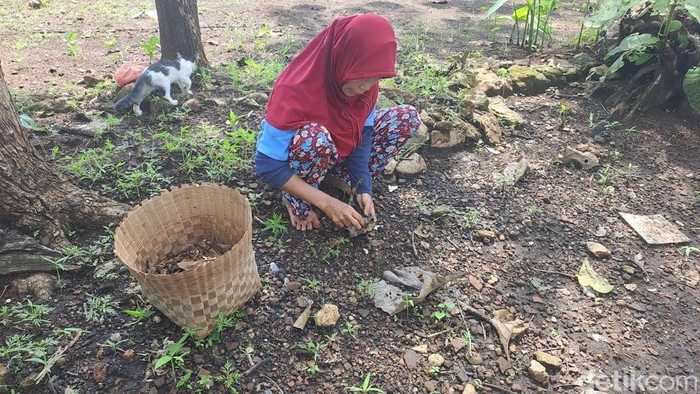 Warga Kecamatan Giritontro Wonogiri berburu kepompong (ungker) dan ulat jati.