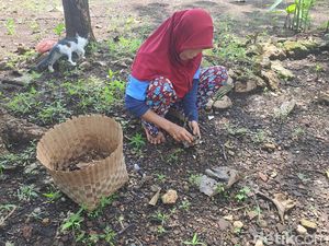 Kisah Pemburu Ulat Jati di Wonogiri, Ramai Dipesan hingga Jakarta