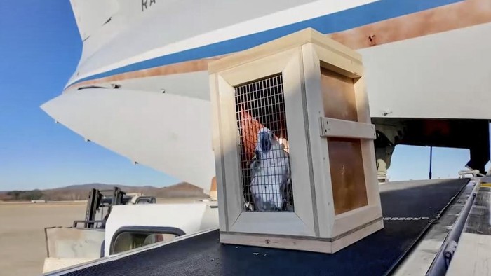 Putin Kasih Hadiah 75 Hewan Langka untuk Korea Utara In this photo taken from video released by the Moscow Zoo official telegram channel on Wednesday, Nov. 20, 2024, lion is seen in an enclosure in the zoo of Pyongyang in North Korea after being delivered as a gift from Russian President Vladimir Putin. (Moscow Zoo official telegram channel via AP)