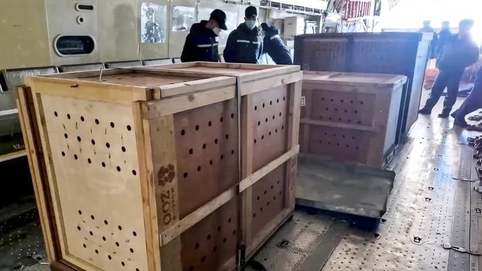 Putin Kasih Hadiah 75 Hewan Langka untuk Korea Utara In this photo taken from video released by the Moscow Zoo official telegram channel on Wednesday, Nov. 20, 2024, lion is seen in an enclosure in the zoo of Pyongyang in North Korea after being delivered as a gift from Russian President Vladimir Putin. (Moscow Zoo official telegram channel via AP)