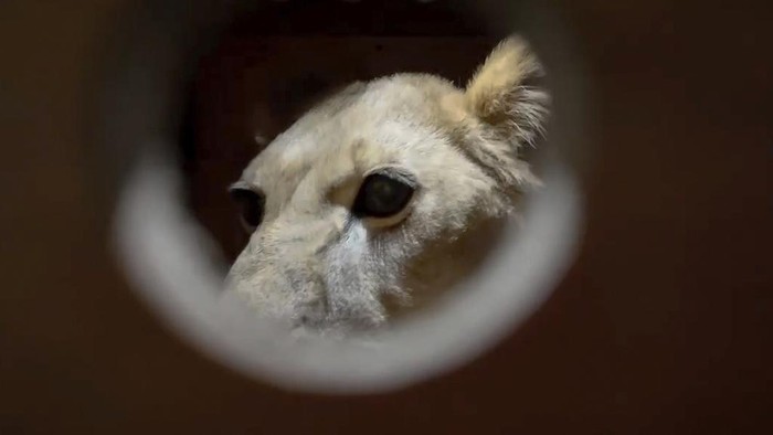 In this photo taken from video released by the Moscow Zoo official telegram channel on Wednesday, Nov. 20, 2024, lion is seen in an enclosure in the zoo of Pyongyang in North Korea after being delivered as a gift from Russian President Vladimir Putin. (Moscow Zoo official telegram channel via AP)