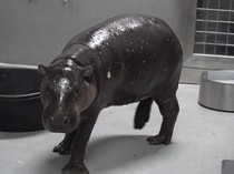 Demam Moo Deng Mendunia, Taiwan Kirim Kuda Nil Kerdil dari Singapura