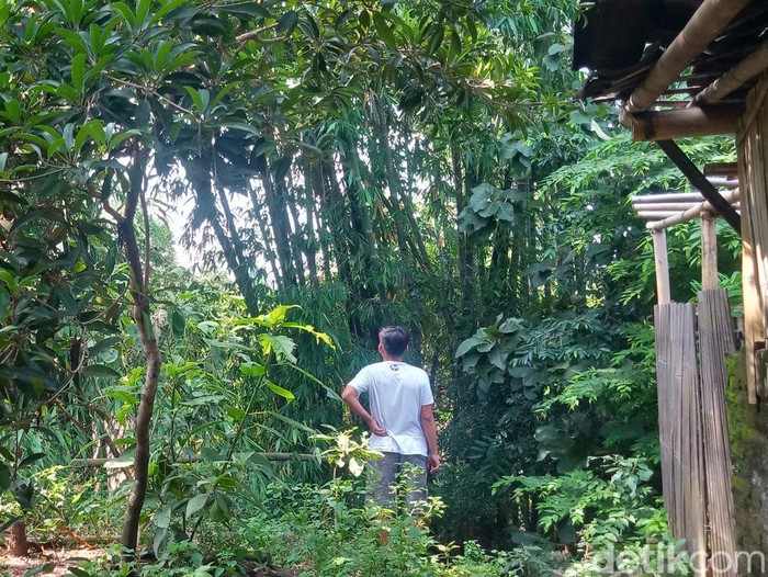 Warga mencari monyet liar di kebun wilayah Tegalarum, Desa Kunden, Karanganom, Kabupaten Klaten, Kamis (21/11/2024).