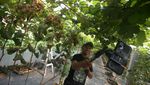Wisata Petik Anggur di Kebun Rumah Kaca Klaten