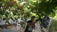 Pertanian anggur yang ditanam dengan sistem green house atau rumah kaca itu memiliki 300 lebih pohon anggur dengan 14 jenis anggur.  