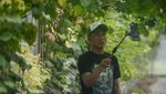 Wisata Petik Anggur di Kebun Rumah Kaca Klaten