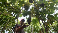 Pengunjung melihat buah anggur saat berkunjung di kebun anggur Klaten 2 Berkah Jaya, Jelobo, Wonosari, Klaten, Jawa Tengah, Kamis (21/11/2024).