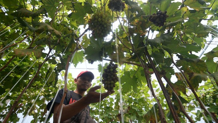 Wisata Petik Anggur di Kebun Rumah Kaca Klaten Pengunjung melihat buah anggur saat berkunjung di kebun anggur Klaten 2 Berkah Jaya, Jelobo, Wonosari, Klaten, Jawa Tengah, Kamis (21/11/2024). Pertanian anggur yang ditanam dengan sistem