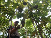 Wisata Petik Anggur di Kebun Rumah Kaca Klaten