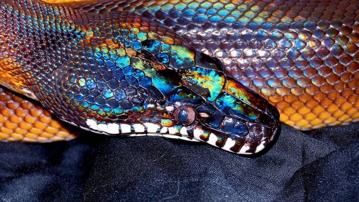 Xenopeltis unicolor (Ular Pelangi)
