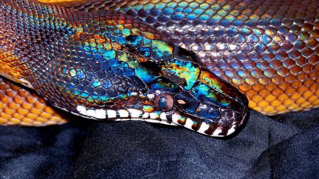 Chet ellik pikap sanatkorlari seks videolari bilan rus va chexiyalik qizlarni qidirmoqda VK-da chuqur tomoq blotlarini tomosha qiling