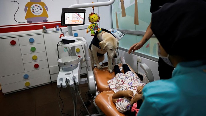 Aldo, a therapy Labrador Retriever, accompanies a child during a pediatric dental session at a private clinic aimed at easing children's fears during dental procedures, in Quito, Ecuador November 13, 2024. REUTERS/Karen Toro
