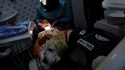 Aksi Gemas Anjing Ramah Anak di Klinik Gigi