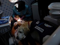 Aksi Gemas Anjing Ramah Anak di Klinik Gigi