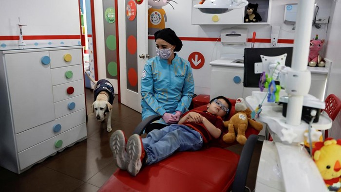 Aldo, a therapy Labrador Retriever, accompanies a child during a pediatric dental session at a private clinic aimed at easing children's fears during dental procedures, in Quito, Ecuador November 13, 2024. REUTERS/Karen Toro