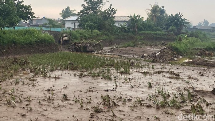 Area persawahan yang rusak akibat tanggul sungai jebol.