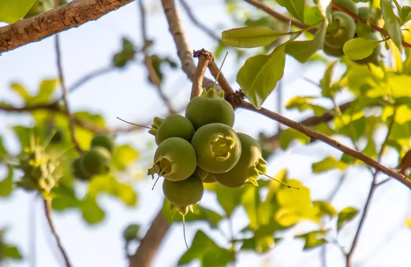 Eksperimen Konsumsi Buah Paling Berbahaya di Dunia, Begini Efeknya