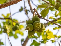 Eksperimen Konsumsi Buah Paling Berbahaya di Dunia, Begini Efeknya