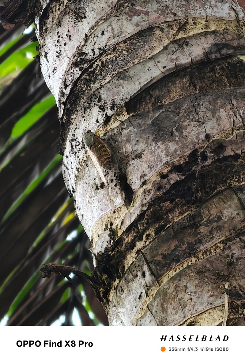 Hasil kamera Oppo Find X8 Pro