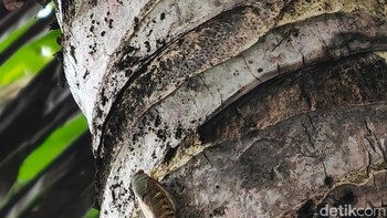 Hasil zoom 30x saat mengabadikan kumbang di pohon kelapa. Foto: Adi Fida Rahman/detikINET
