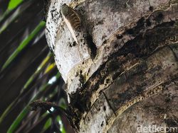 Mengabadikan Pulau Dewata Pakai Oppo Find X8 Pro