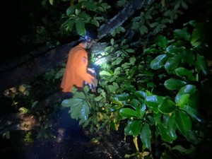 Pemotor Tewas Tertimpa Pohon di Jalur Nasional Pangandaran