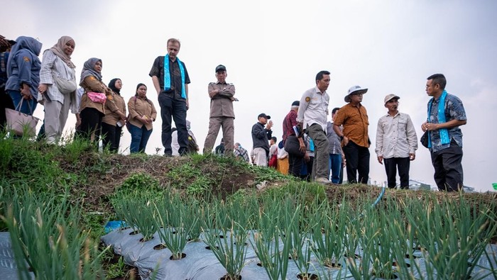 Lahan pertanian menerima bantuan IFAD dan IsDB