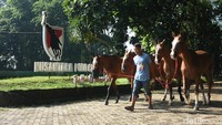 Di waktu tertentu, Nusantara Polo Club mengadakan acara “Chukka,” yang melibatkan atlet-atlet polo ternama. Acara ini memberikan pengalaman bagi pengunjung untuk menyaksikan langsung atraksi polo kelas dunia.