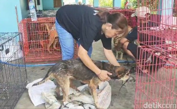 Mustika Chendra, manager investigasi Dog Meet Free Indonesia saat membebaskan anjig-anjing yang akan dijual ke Solo