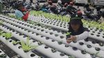 Potret Petani Hidroponik di Kedoya