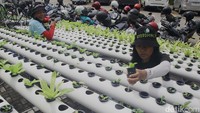 Pertanian ini memanfaatkan lapangan parkir di Jl Kedoya Pesing, Jakarta Barat.