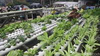 Beberapa tanaman sayuran seperti sawi, bayam dan kangkung dibudidayakan menggunakan hidroponik.