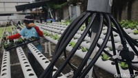Sistem pertanian hidroponik lebih fleksibel terhadap cuaca dan lahan perkotaan yang terbatas.