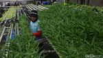 Potret Petani Hidroponik di Kedoya
