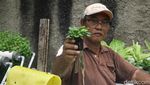 Potret Petani Hidroponik di Kedoya