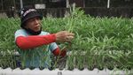 Potret Petani Hidroponik di Kedoya