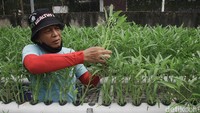 Sistem pertanian hidroponik membutuhkan perawatan yang intensif.
