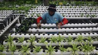 Petani melakukan perawatan pada tanaman hidroponik di Jl Kedoya Pesing, Jakarta Barat, Jumat (22/11/2024).