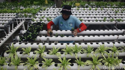 Potret Petani Hidroponik di Kedoya