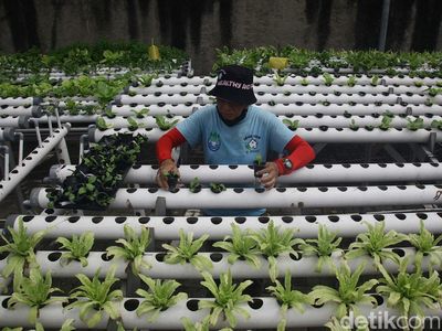 Potret Petani Hidroponik di Kedoya
