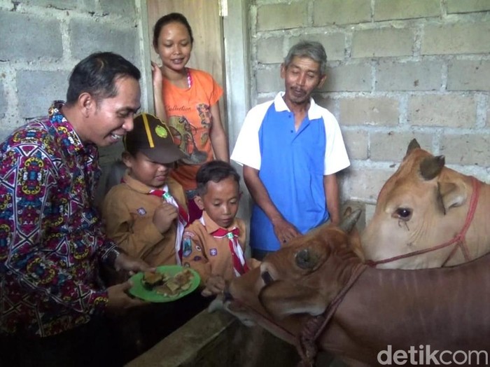 sapi makan martabak di lumajang