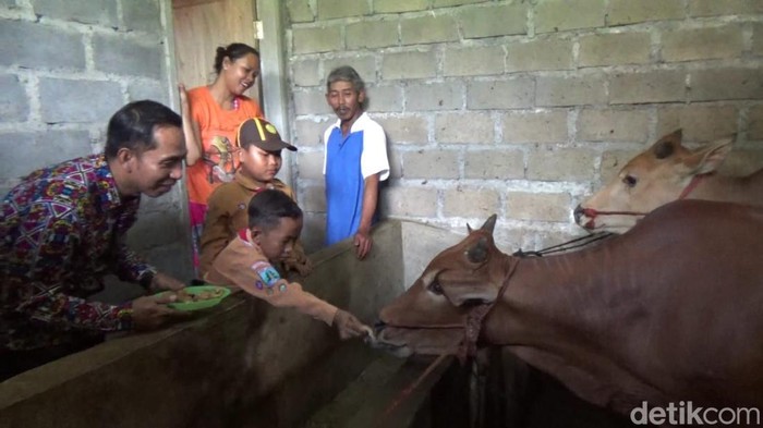 sapi makan martabak di lumajang